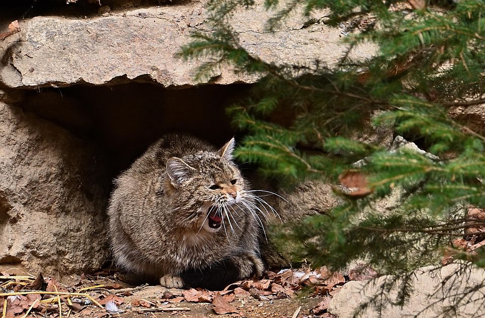 Novi Zeland najavio da će istrebiti divlje mačke