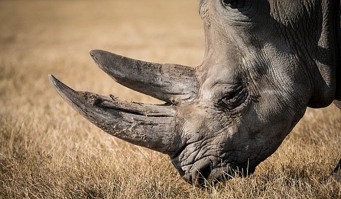 Pas pronašao krijumčarene rogove nosoroga vredne 1,7 miliona dolara