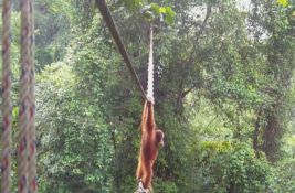 VIDEO: Orangutan prvi put snimljen kako koristi most koji su napravili ljudi