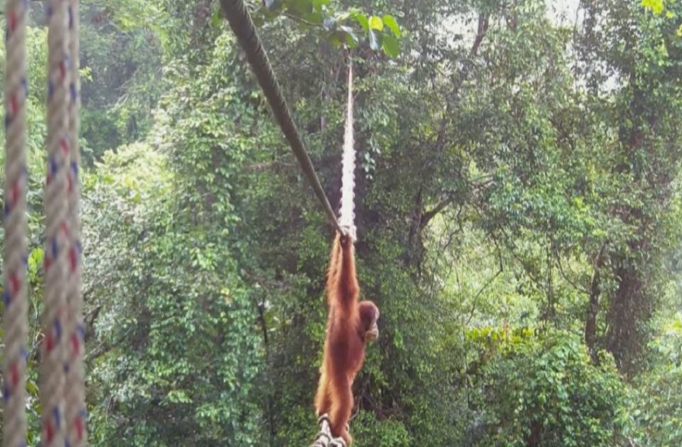 VIDEO: Orangutan prvi put snimljen kako koristi most koji su napravili ljudi