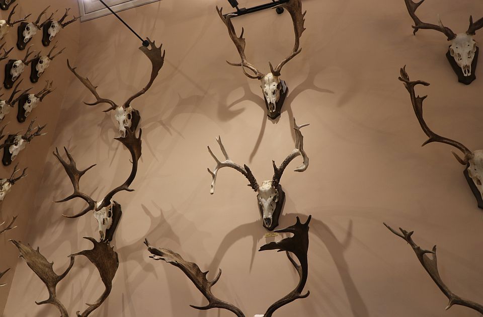 Pokrajina za razvoj lovstva u Vojvodini daje 131,7 miliona dinara: U toku konkurs