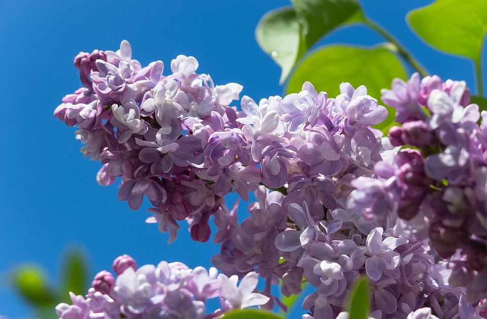 Rusi upozoreni da ne beru jorgovan na javnim površinama