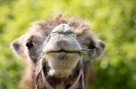 FOTO Prvi put u 35 godina: Mladunče dvogrbe kamile rođeno u beogradskom zoo vrtu
