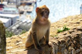 Naučnici utvrdili zašto majmuni na Gibraltaru jedu zemlju: Krivi su turisti