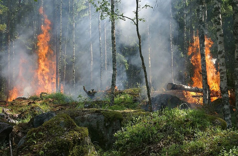 Gori 100 hektara borove šume kod manastira Uvac