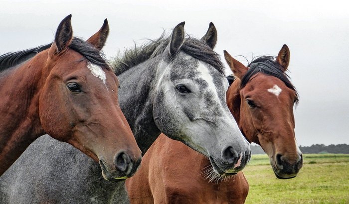 Širom Francuske ubijeno i povređeno više od 30 konja, u toku potraga za dvojicom osumnjičenih
