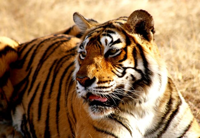 Tigar primećen na nadmorskoj visini od 2.500 metara u Nepalu, naučnici zabrinuti