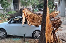 Stručnjak o posledicama nevremena u Novom Sadu: Zašto je neko drveće pretrpelo više štete?