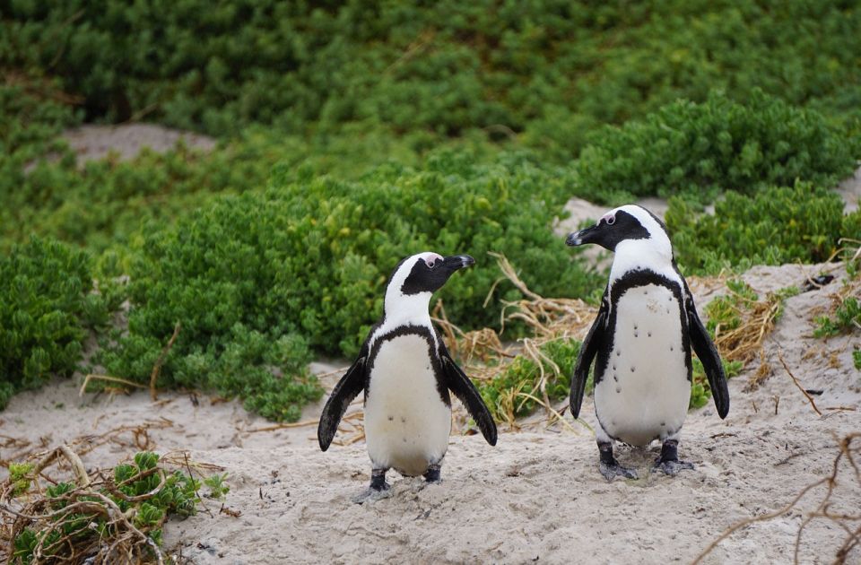 Afrički pingvini mogli bi nestati do 2035. godine