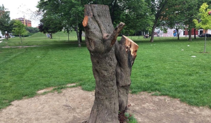 FOTO: Tajna da li su izrečene kazne za sečenje drveta na Novom naselju, komunalna policija ćuti 