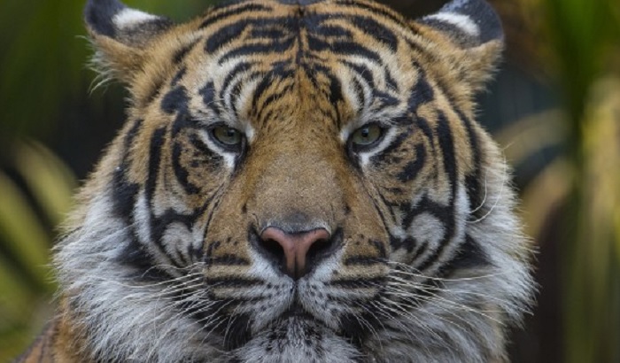 Radnica zoološkog vrta poginula u incidentu s tigrom