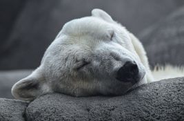 Uginula najstarija ženka polarnog medveda u zatočeništvu 