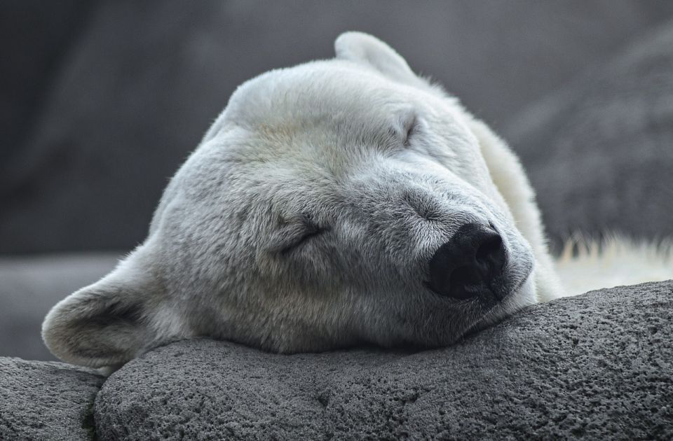 Uginula najstarija ženka polarnog medveda u zatočeništvu 