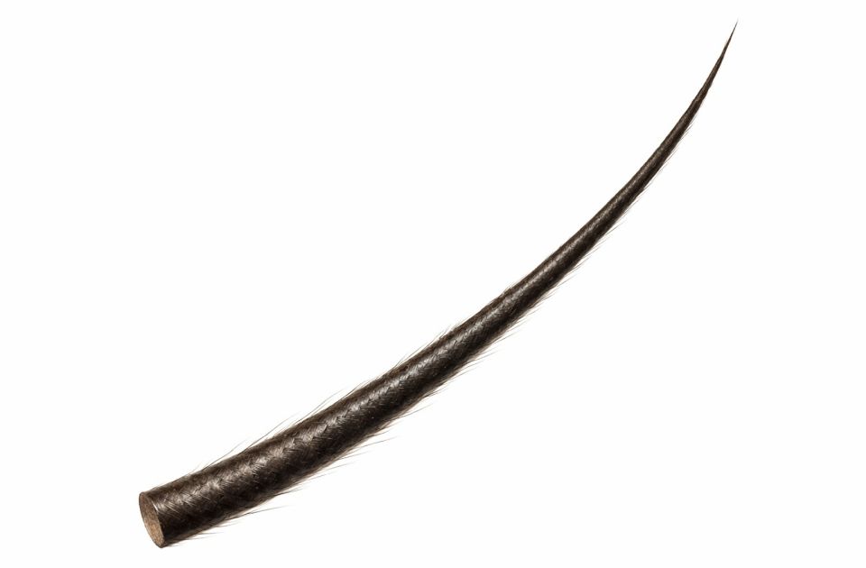 Po prvi put u laboratoriji uzgojeni potpuno funkcionalni folikuli dlake