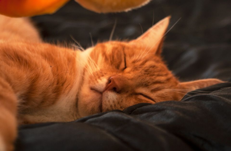 Mačke spavaju i po 20 sati dnevno: Zašto?