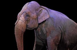 Evroparlamentarci traže zabranu korišćenja divljih životinja u cirkusima