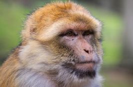 Majmuni u Indiji iz osvete ubili 250 pasa