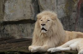 Lav napao ženu u zoo vrtu u Australiji i teško je povredio