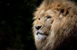 VIDEO: Lav pobegao iz zoo vrta u Turskoj i teško povredio muškarca