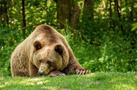 Medved u Rumuniji ubio turistu koji je hteo da ga nahrani