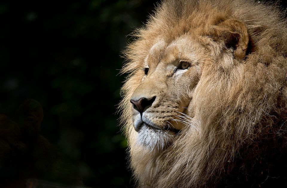VIDEO: Ubijen lav koji je pobegao iz zoo vrta u Turskoj i teško povredio muškarca VIDEO: Ubijen lav koji je pobegao iz zoo vrta u Turskoj i teško povredio muškarca