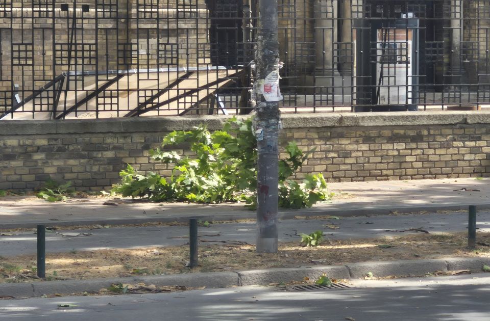 EDS nakon olujnog vetra u Vojvodini: Više stabala palo na distributivne mreže, pozvati lokalnu ED EDS nakon olujnog vetra u Vojvodini: Više stabala palo na distributivne mreže, pozvati lokalnu ED