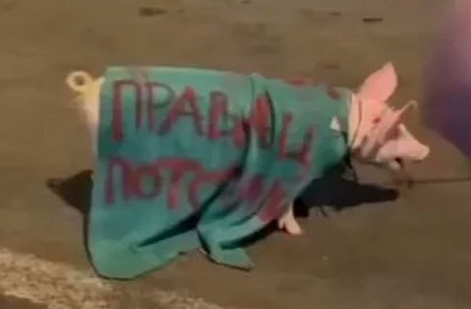 Bravo tvrdi da je prase sa uvredljivom parolom na blokadi u Novom Sadu dovezla BIA, Zborovi osudili