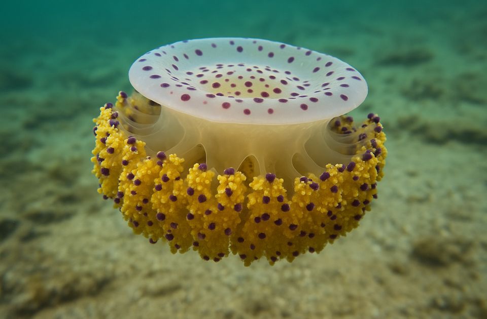 Ponovo otkrivena meduza koja nije viđena 50 godina i za koju se verovalo da je izumrla Ponovo otkrivena meduza koja nije viđena 50 godina i za koju se verovalo da je izumrla