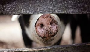 Afrička svinjska kuga izbila na još dve farme u Bugarskoj