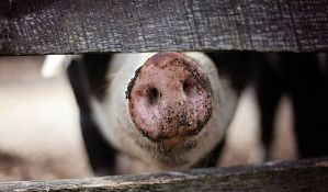 Afrička svinjska kuga izbila na još dve farme u Bugarskoj