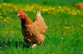Kod Kanjiže registrovana veoma zarazna varijanta ptičjeg gripa, zabranjena prodaja živine