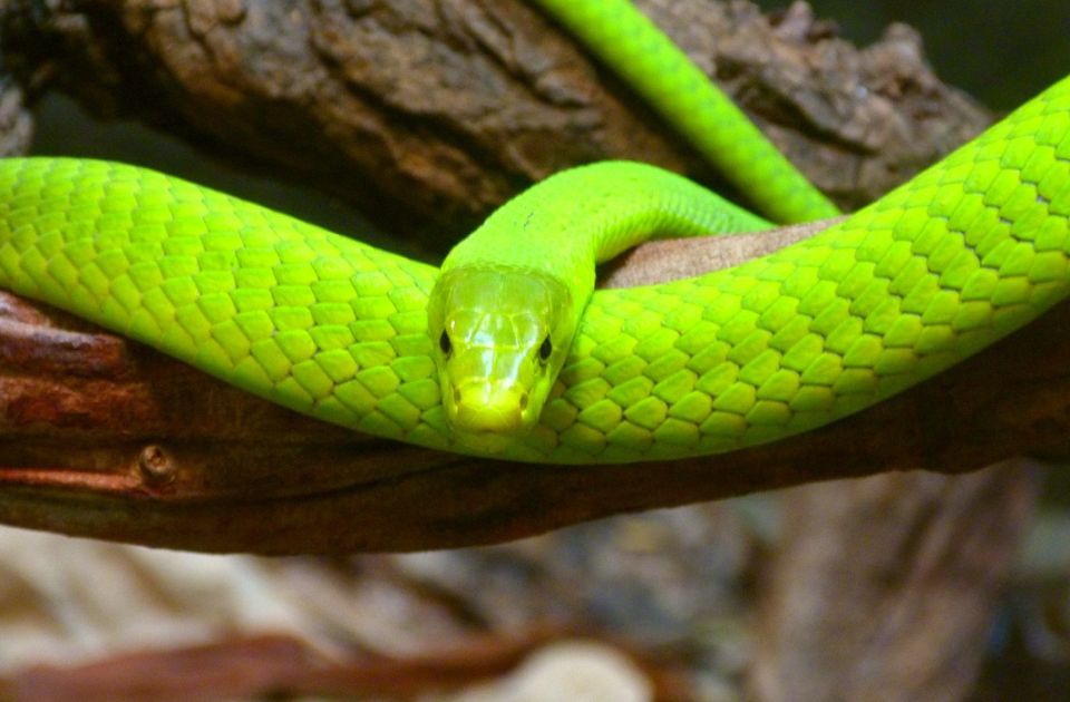 Prijavio da mu je pobegla opasna zelena mamba, uzbunio čitav grad - zmija sve vreme bila kod kuće