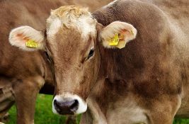 U Hrvatskoj potvrđen antraks: Uginulo 100 goveda, šest osoba u bolnici