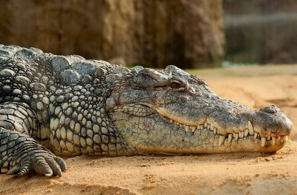 VIDEO: Krokodil pronađen u australijskom dvorištu, 2.500 kilometara od svog staništa