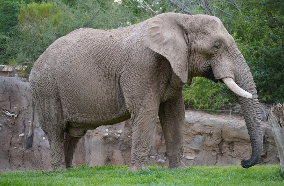 Uhvaćen slon koji je ubio najmanje šestoro ljudi