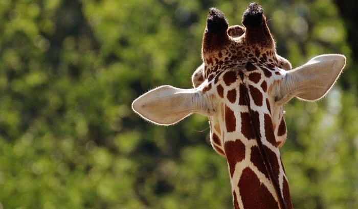 Žirafama preti nestanak?