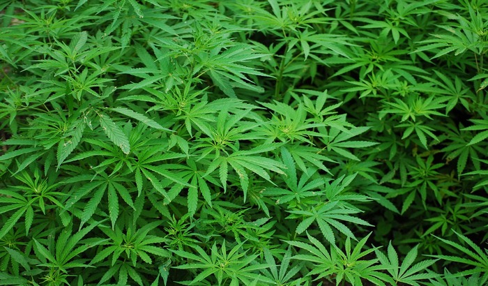 Koncert za legalizaciju kanabisa ispred Skupštine Srbije 4. maja Koncert za legalizaciju kanabisa ispred Skupštine Srbije 4. maja
