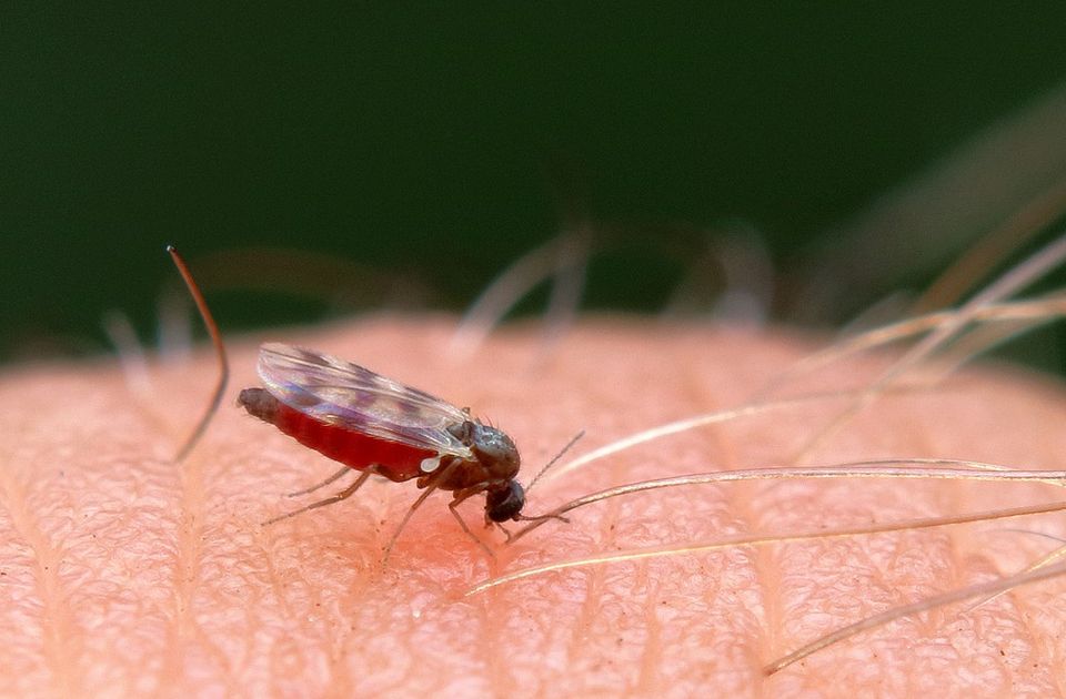 Zašto ubod komarca svrbi?