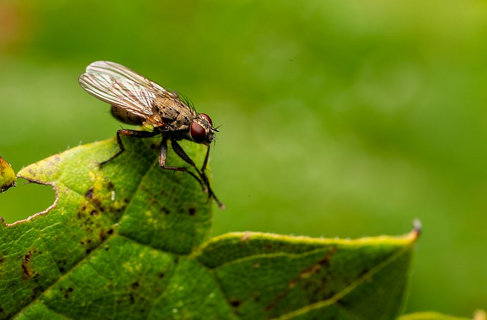 Evo kako da na prirodan način oterate mušice iz svog doma Evo kako da na prirodan način oterate mušice iz svog doma