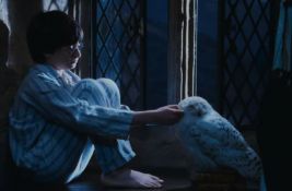 Sova Harija Potera među 40 migratornih vrsta koje su stavljene pod zaštitu