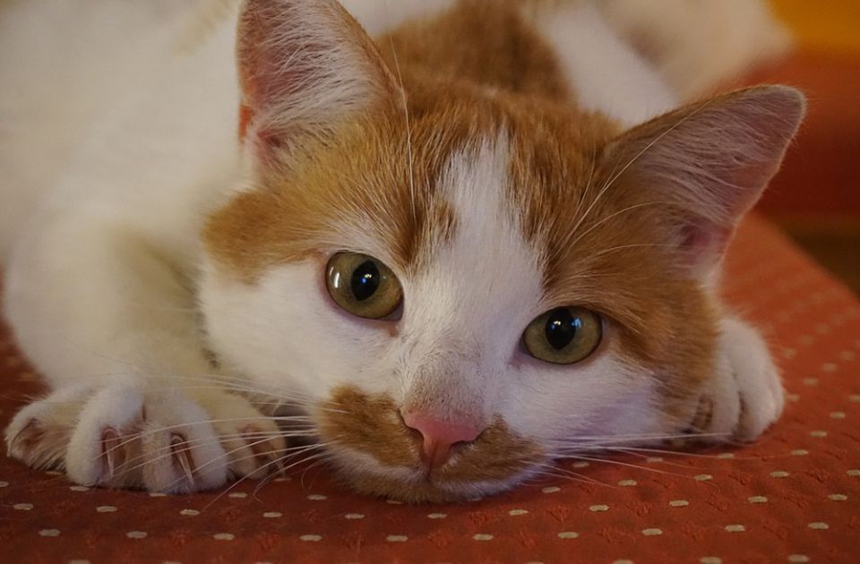 Šta se zaista dešava sa mozgom mačke kada ne izlazi napolje