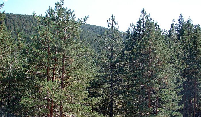 Zlatibor ove godine najposećenija planina u Srbiji