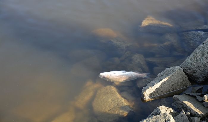 UN: Biodiverzitet na Zemlji ozbiljno ugrožen, stanje se pogoršava, priroda sve više pati