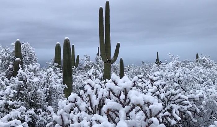 SAD: Sneg u pustinji prekrio kaktuse