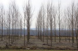 Primedbu na brzu saobraćajnicu do Bezdana podnelo i Šumsko gazdinstvo Sombor