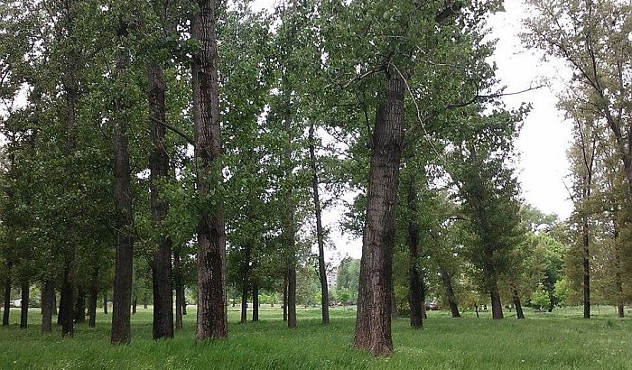 Igraonica "Drvo diše, ja rastem" u nedelju u Muzeju Vojvodine