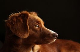 Inđija: Građani traže pomoć za omiljenog gradskog psa - Lakija 