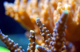 Dve ključne vrste korala na Floridi funkcionalno izumrle zbog toplotnog talasa Dve ključne vrste korala na Floridi funkcionalno izumrle zbog toplotnog talasa