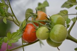 Paradajz sa Galapagosa 