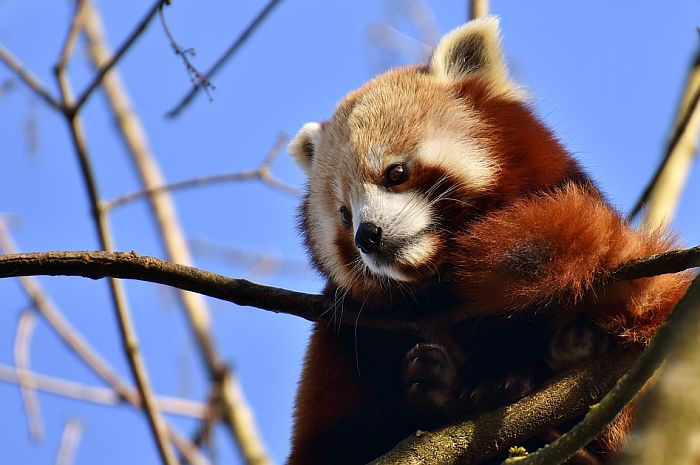 Retka crvena panda pobegla iz zoo vrta u Belfastu